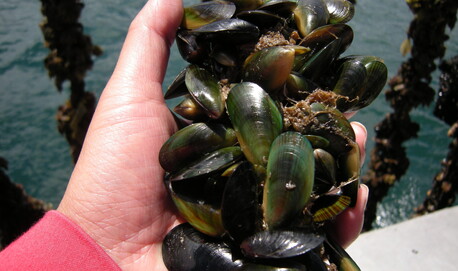 greenshell mussel canaliculus perna mussels